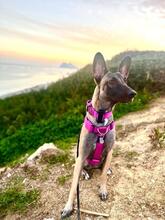 BELLA, Hund, Malinois-Podenco-Mix in Weilerswist - Bild 2
