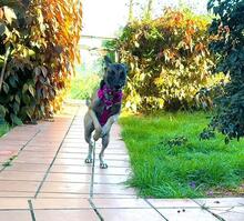 BELLA, Hund, Malinois-Podenco-Mix in Weilerswist - Bild 3