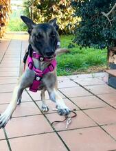 BELLA, Hund, Malinois-Podenco-Mix in Weilerswist - Bild 4