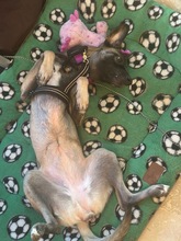 BELLA, Hund, Malinois-Podenco-Mix in Weilerswist - Bild 5