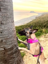 BELLA, Hund, Malinois-Podenco-Mix in Weilerswist - Bild 6
