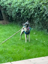 BELLA, Hund, Malinois-Podenco-Mix in Weilerswist - Bild 7