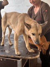 ESTEBAN, Hund, Mischlingshund in Spanien - Bild 2