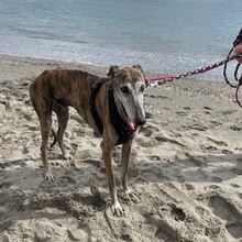 NAZARIDEFATIMA, Hund, Galgo Español in Spanien - Bild 1