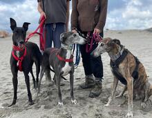 NAZARIDEFATIMA, Hund, Galgo Español in Spanien - Bild 3