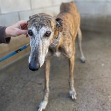 NAZARIDEFATIMA, Hund, Galgo Español in Spanien - Bild 4