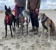 NAZARIDEFATIMA, Hund, Galgo Español in Spanien - Bild 7