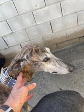 NAZARIDEFATIMA, Hund, Galgo Español in Spanien - Bild 9