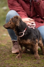 PETUNIA, Hund, Mischlingshund in Ungarn - Bild 1