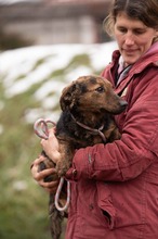 PETUNIA, Hund, Mischlingshund in Ungarn - Bild 10