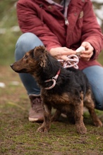 PETUNIA, Hund, Mischlingshund in Ungarn - Bild 12