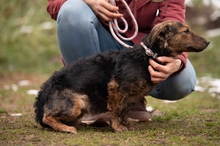 PETUNIA, Hund, Mischlingshund in Ungarn - Bild 13