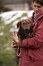 PETUNIA, Hund, Mischlingshund in Ungarn - Bild 14