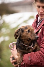 PETUNIA, Hund, Mischlingshund in Ungarn - Bild 2