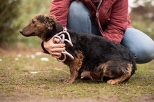 PETUNIA, Hund, Mischlingshund in Ungarn - Bild 3