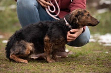 PETUNIA, Hund, Mischlingshund in Ungarn - Bild 4