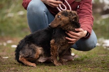 PETUNIA, Hund, Mischlingshund in Ungarn - Bild 7