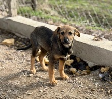 FENJA, Hund, Mischlingshund in Bulgarien - Bild 1