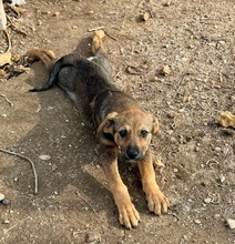 FENJA, Hund, Mischlingshund in Bulgarien - Bild 2