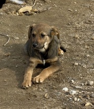 FENJA, Hund, Mischlingshund in Bulgarien - Bild 3