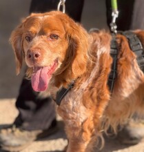 CHICO, Hund, Epagneul Breton in Spanien - Bild 1