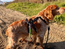 CHICO, Hund, Epagneul Breton in Spanien - Bild 2