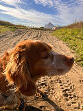 CHICO, Hund, Epagneul Breton in Spanien - Bild 3