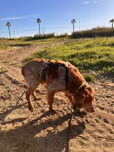 CHICO, Hund, Epagneul Breton in Spanien - Bild 4