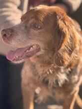 CHICO, Hund, Epagneul Breton in Spanien - Bild 5