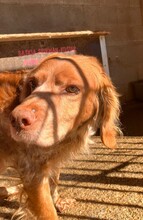 CHICO, Hund, Epagneul Breton in Spanien - Bild 6