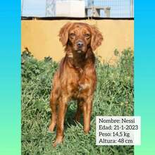 NESS, Hund, Bretonischer Spaniel-Mix in Spanien - Bild 1