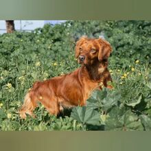 NESS, Hund, Bretonischer Spaniel-Mix in Spanien - Bild 2