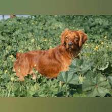 NESS, Hund, Bretonischer Spaniel-Mix in Spanien - Bild 3