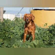 NESS, Hund, Bretonischer Spaniel-Mix in Spanien - Bild 4