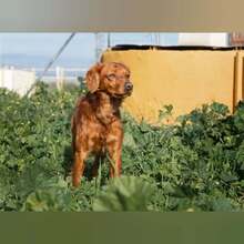 NESS, Hund, Bretonischer Spaniel-Mix in Spanien - Bild 5