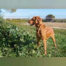 NESS, Hund, Bretonischer Spaniel-Mix in Spanien - Bild 6