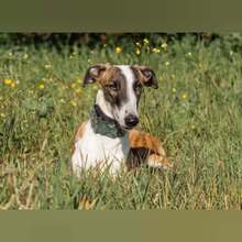 VENUS, Hund, Galgo Español in Spanien - Bild 2