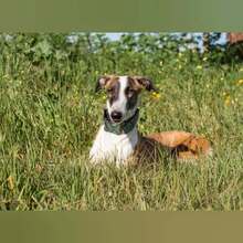 VENUS, Hund, Galgo Español in Spanien - Bild 3