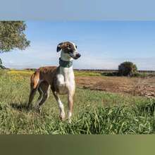 VENUS, Hund, Galgo Español in Spanien - Bild 4