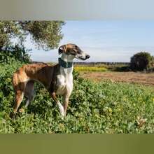 VENUS, Hund, Galgo Español in Spanien - Bild 6