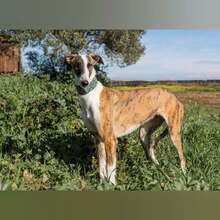 VENUS, Hund, Galgo Español in Spanien - Bild 7