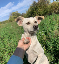 PEPE, Hund, Mischlingshund in Gelnhausen - Bild 1