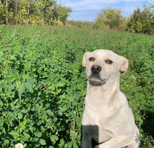 PEPE, Hund, Mischlingshund in Gelnhausen - Bild 2