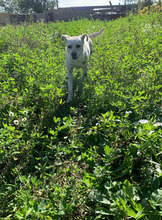 PEPE, Hund, Mischlingshund in Gelnhausen - Bild 5