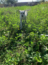 PEPE, Hund, Mischlingshund in Gelnhausen - Bild 8