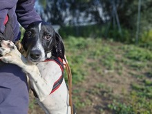 CLAUDIO, Hund, Pointer-Mix in Italien - Bild 1