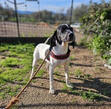 CLAUDIO, Hund, Pointer-Mix in Italien - Bild 3