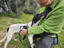 CLAUDIO, Hund, Pointer-Mix in Italien - Bild 5