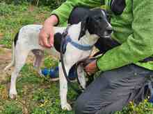 CLAUDIO, Hund, Pointer-Mix in Italien - Bild 6