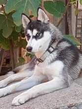 LENA, Hund, Siberian Husky-Mix in Italien - Bild 1